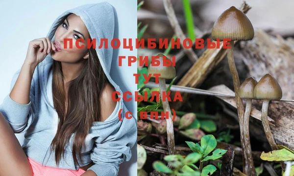 стаф Козловка